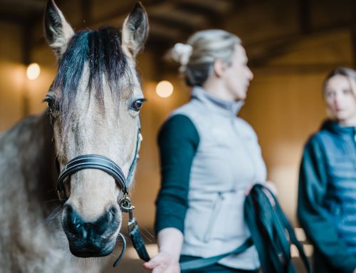 Häst i balans – värdefulla utbildningsdagar för dig som vill lära och förstå!